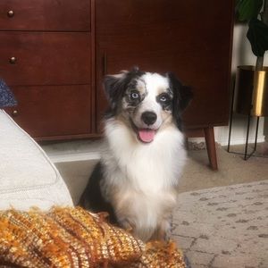 Meet your Posher, Ashton